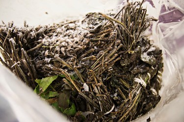 Confiscated khat is seen at the Canada Border Services Agency lockup at the Edmonton International Airport in Leduc, Alta., on Thursday, March 5, 2015. Codie McLachlan/Edmonton Sun/QMI Agency