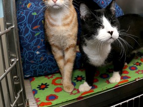 Kingston Humane Society cats Newton, left, and Ray, who is blind in Kingston on Friday March 20 2015. The society hopes that the pair can be adopted together.  Ian MacAlpine/QMI Agency