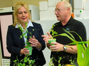 MP Susan Truppe holds an Austrian Pea grown in soil populated with helpful microorganisms while A&L Biologicals Research Director holds the same plant grown in soil that didn't have the same microfauna in place, leading to a weaker, smaller plant during a press conference in London, Ont. on Friday March 20, 2015. (MIKE HENSEN, The London Free Press)
