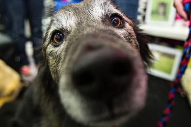 Ozzy, who is thought to be a Golden Cross, says hello to the camera at the Vets to Go booth during the Edmonton Home and Garden Show at the Edmonton Expo Centre in Edmonton, Alta., on Friday, March 20, 2015. Codie McLachlan/Edmonton Sun/QMI Agency