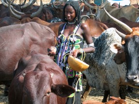 A Sudanese refugee in Maban County, South Sudan, prepares to milk her cattle. (Photo courtesy of Veterinarians Without Borders)