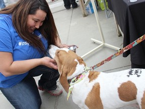 Brianne Fortier, salon manager at Petsmart, gives a smile to six-year-old basset hound Maggie after stenciling her with a skull and crossbones logo. Petsmart's booth was one of about 35 vendors at the annual Dog Day Afternoon event hosted by the Sarnia and District Humane Society Saturday at DeGroot's Nurseries. TYLER KULA/ THE OBSERVER/ QMI AGENCY