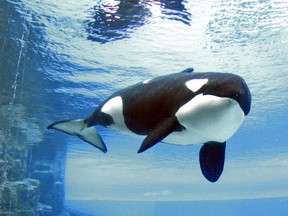 Kiska the killer whale at Marineland, in May 2013. (MIKE DIBATTISTA/QMI AGENCY)