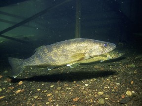 Fishery managers from Ontario, Michigan, New York, Ohio and Pennsylvania have agreed on new harvest levels for walleye.