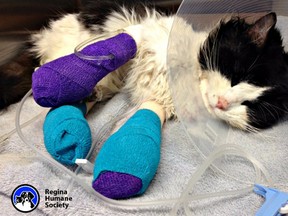 An online fundraiser to help pay for the paw amputations of a young cat coined Bruce Almighty, who was found last week in the freezing cold with electrical tape tightly wrapped around its legs, has raised about $19,000. (Handout)