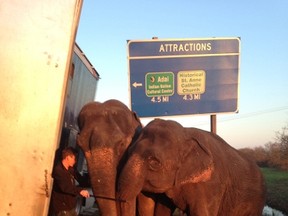 Two elephants support a stranded eighteen-wheel truck in danger of tipping over in Natchitoches Parish, Louisiana in this March 24, 2015 handout photo. The elephants, which were on board the truck, were being transported from Florida to a circus in Dallas, Texas area.  REUTERS/Natchitoches Parish Sheriff's Office/Handout via Reuters