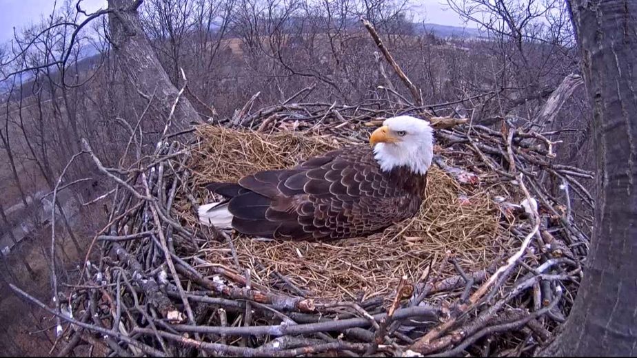 Bald eagle hatches on popular Pennsylvania nest camera | The Kingston