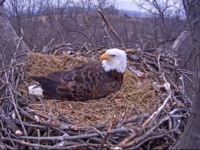 Screen grab from Bald Eagle Live Stream, Hanover. (Image courtesy of Pennsylvania Game Commission, HDOnTap and Comcast Business)