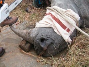 An undated evidence photograph released by the U.S. Department of Justice allegedly shows a rhino horn being sawn off with a chain saw in Cameroon.  (REUTERS/U.S. Department of Justice/Handout)