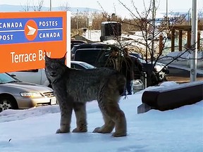 Beth-Ann Colebourne spotted a lynx outside of her hair salon in Terrace Bay, Ont., on Tuesday. (YouTube)
