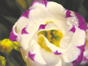 This file photo shows a close-up of one of the many blooms displayed at Canada Blooms. (Special to The London Free Press)