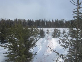 Facebook photos on the Natural Resource Officers Association of Manitoba group show the grisly aftermath of moose killings along highways in the northwest region of Manitoba.