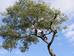 Trimming or removal of large trees should be undertaken by a professional arborist.