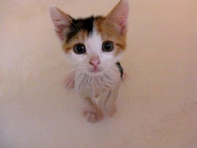 2009. Cleo the calico cat was found in Brockville, Ontario after being lost in 2009. Betty-Jean Matthews with the Stuck in the Mud Animal Rescue was able to track down her owner, Amanda Graham, who currently lives in the Edmonton area. Photo Supplied