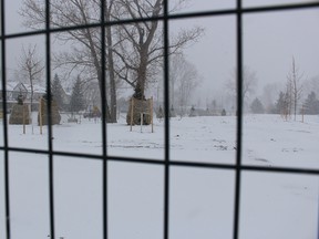 Trees planted during remediation work this past fall survive another blast of winter in Centennial Park on Friday March 27, 2015 in Sarnia, Ont. City-hired contractors are expected to return to the park within the next few weeks. Barbara Simpson/Sarnia Observer/QMI Agency