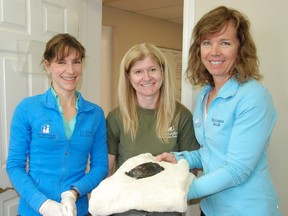 Jessica Laws / For the Intelligencer
Dr. Naomi Scromeda (left) and Dr. Linda Hack (right) of the Bay Regional Veterinary Hospital were joined by Dr.  Sue Carstairs (centre) from the Kawartha Turtle Trauma centre on March 25, 2015 to learn about treatment and care for injured turtles.