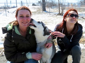 Port Colborne resident Crystal Derraugh gets a sloppy kiss from her Siberian husky Star, who was trapped in the Welland Canal in Port Colborne, Ont., March 28, 2015. (GREG FURMINGER/QMI Agency)
