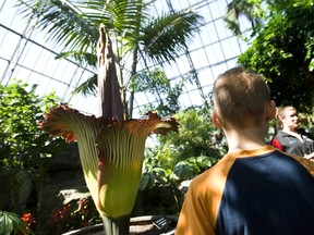 Visitors to the Muttart Conservatory checked out a blooming corpse flower, nicknamed Putrella, in April 2013. A corpse flower has never bloomed in western Canada, and has only 36 hours to collect carrion beetles to reproduce. Ian Kucerak/Edmonton Sun/QMI Agency