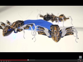 Festo's BionicANTS. (YouTube Screenshot)