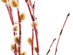 Pussy willows: their fuzzy little catkins are a sure sign of spring.