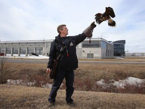 Jason Botting of Falcon Environmental Services is a "birdman" or falconer at 8 Wing/CFB Trenton, Ont. He and Harris' hawk Nikki are seen training near the air base's new fire hall Tuesday, March 31, 2015.  - Jerome Lessard/Belleville Intelligencer/QMI Agency