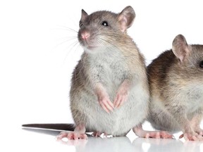 Male mice use romantic love songs to woo female counterparts. 

(Fotolia)