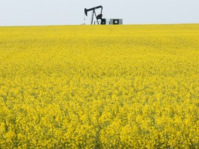 A pump jack works in a field near Lake Saskatoon surrounded by a blooming canola field. (FILE PHOTO)