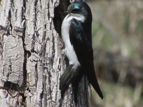 Tree swallows are the first of our swallows to return. This species is a cavity nester. Tree swallows look for holes in trees or posts. Some will settle into nesting boxes intended for Eastern bluebirds. (PAUL NICHOLSON/SPECIAL TO QMI AGENCY)