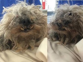 The Ontario SPCA is requesting the public's help in locating the owner of a Shih Tzu-type dog was found wandering in Kingston, Ontario, in the area of Division Street and Barbara Avenue. The dog required immediate veterinary attention. Handout photo