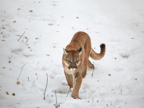 A cougar, similar to the one shown in this file photo, has been spotted in the Joyceville area north of Kingston. 
Fotolia file photo
