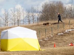 A RCMP dog team investigates in a field near a burned car and a tent setup at a rural crime scene off Highway 16 and Range Road 14 near Stony Plain, Alta., on Friday, April 3, 2015. Ian Kucerak/Edmonton Sun/ QMI Agency