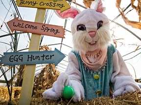 The Easter Bunny hides an egg during the Prairie Gardens Adventure Farm's Hop! Easter Fest in Bon Accord, Alta., on Saturday, April 4, 2015. Codie McLachlan/Edmonton Sun/QMI Agency
