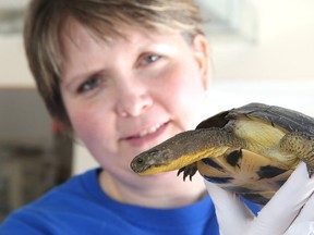 Lisa McIvor, a volunteer at the Wild at Heart Refuge Centre, holds a Blandings turtle, which is a listed as a threatened species. Gino Donato/Sudbury Star