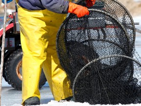 Maurice Laframboise pulls a net through a hole in the ice on Thompson's Bay, east of Rockport. Laframboise's knowledge of the American eel is helping Queen's University masters student Colleen Burliuk with her study on the elusive and endangered species. (Darcy Cheek/QMI Agency)