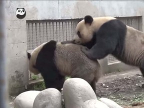 As the annual mating season for giant pandas comes, two pairs of giant pandas managed to mate naturally at Bifengxia Panda Base. (Screen grab from YouTube)