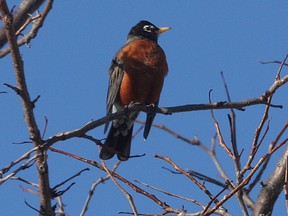This robin and another one nearby made an early spring appearance on Rose Abbey Drive in Kingston East on Tuesday March 24 2015. With the ground still frozen worms may not be that plentiful for the red breasted bird. (IAN MACALPINE)-KINGSTON WHIG-STANDARD/QMI AGENCY