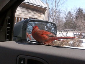A territorial cardinal sits by a mirror on the car belonging to David Dennis of Elginburg on Monday. Dennis has had to slip a sock over his car mirrors to keep the bird from pecking at the mirror and defacating on his car. (Submitted photo)