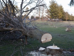 London, ontario trees removed