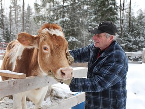 Barry Smith is pictured with a cow at his Land o’ Lakes Rescue Petting Farm in Cloyne, Ont., in this file photo. (Meghan Balogh/QMI Agency)