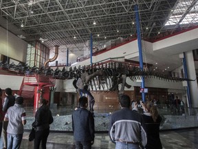 The skeleton of an apatosaurus, also known as a brontosaurus, from the Jurassic era, is exhibed at the Fundidora Park in Monterrey, Mexico, on November 15, 2014. The 150 million-year-old dinosaur called "Einstein" is the best preserved fossil in the world, weighing over four tons and having more than 90% of its complete remains intact. It was found in Wyoming, United States in 2004 and was first exhibited in 2008 in Abu Dhabi. It belongs to Mexican businessman Mauricio Fernandez.  AFP PHOTO/Julio Cesar Aguilar