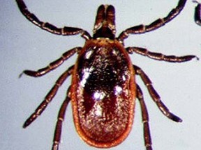 Black-legged ticks, also known as deer ticks, can carry Lyme disease and spread it to animals and humans.  Postmedia file photo