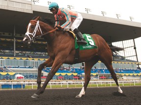 Jockey Patrick Husbands guides Conquest Tsunami to victory in the $125,000 Colin Stakes at Woodbine Racetrack last year. (MICHAEL BURNS PHOTO)