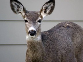 It’s no secret the deer love Pincher Creek, but a soon-to-be released questionnaire from the Town of Pincher Creek seeks to ascertain just how big of an issue the homebody creatures are in the every day existence of its residents. File Photo.