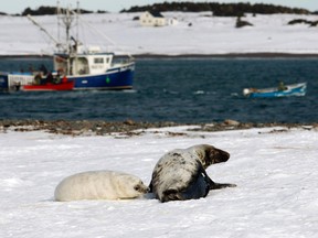 A grey seal mother and pup lie on the snow as sealing boats arrive during the first day of the hunt on Hay Island, Nova Scotia, February 24, 2011. Grey seals are not allowed to be hunted until they shed their white coat. REUTERS/Paul Darrow
