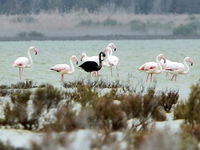 A black flamingo is seen in a salt lake at the Akrotiri Environmental Centre on the southern coast of Cyprus April 8, 2015. The flamingo is thought to have a genetic condition known as melanism, which causes it to generate more of the pigment melanin, turning it dark rather than the usual pink colour.  REUTERS/Marinos Meletiou