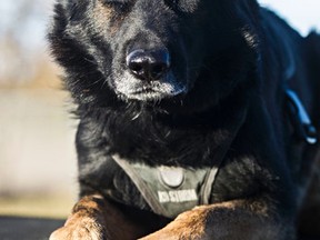Police dog (PSD) Viper is seen at the Vallevand Kennels in Edmonton, Alta., on Tuesday, Oct. 14, 2014. Codie McLachlan/Edmonton Sun/QMI Agency