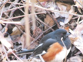 Eastern towhees are among the many early spring species at Rondeau Provincial Park now. Kinglets, which seem like perpetual motion machines, can also be seen all through the park. (PAUL NICHOLSON, SPECIAL TO QMI AGENCY)