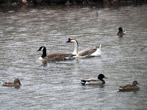 William, a Chinese swan goose is kept company by a nameless Canada Goose and visiting ducks in the pond at Glenwood Cemetery in Picton, Ont., April 8, 2015. (BRUCE BELL/QMI Agency)