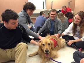 Queen’s University engineering students, from left, Ian Mitchell, Nicholas Rupar, Eric Harrold and Zoe Beckerman pat six-year-old golden retriever Mick, a trained therapy dog, during Health and Wellness Day for Queen’s engineering students. A variety of activities were offered to help students combat stress during exam time. (Alisa Howlett/The Whig-Standard)