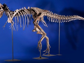 A New York auction house had the skeleton of a Tyrannosaurs bataar — similar to a Tyrannosaurs Rex, but smaller — for sale.
Photo: Heritage Auctions/QMI Agency